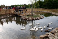 /album/fotogalerie-farma-blanik-zabavni-park-pro-deti/farma-blanik-kachny-jpg/